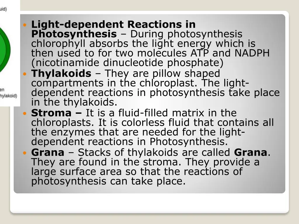 light dependent reactions in photosynthesis