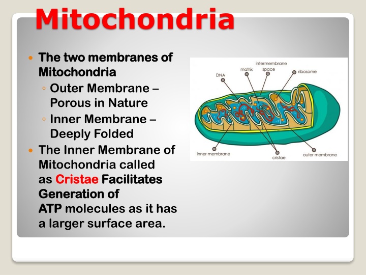 mitochondria