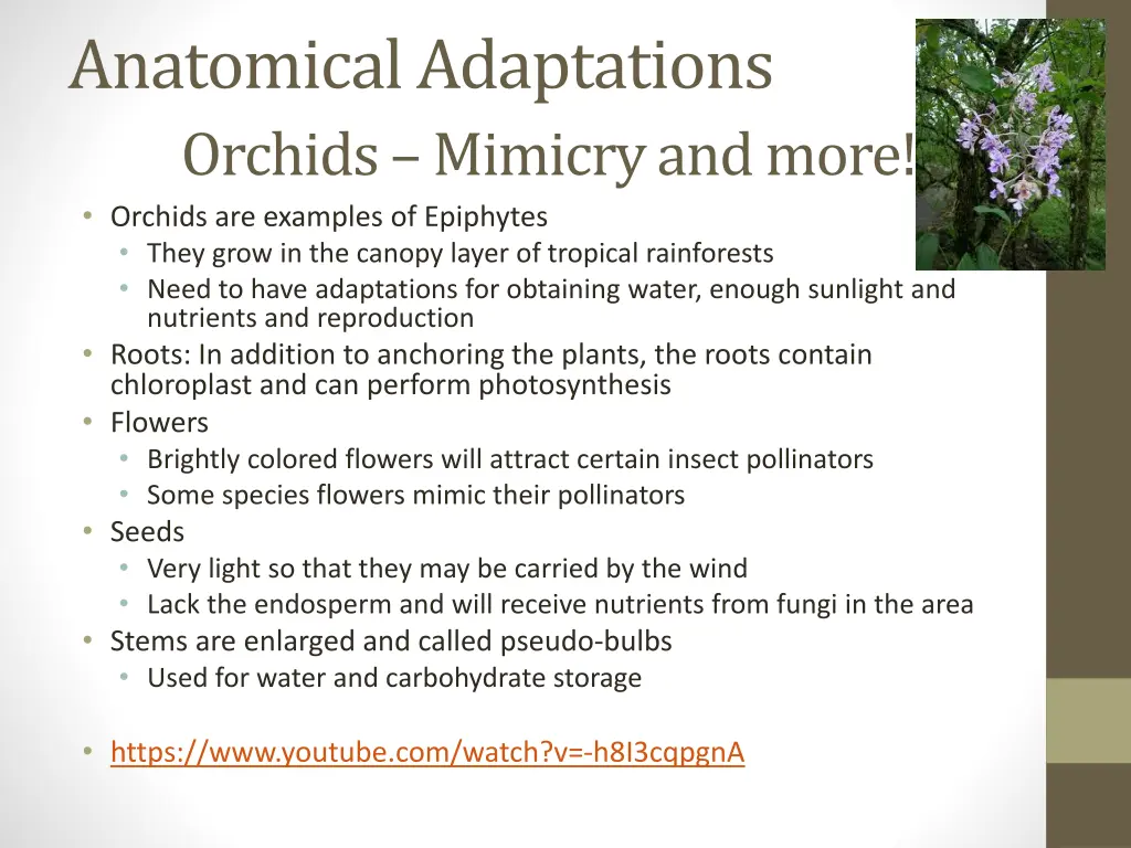 anatomical adaptations orchids mimicry and more