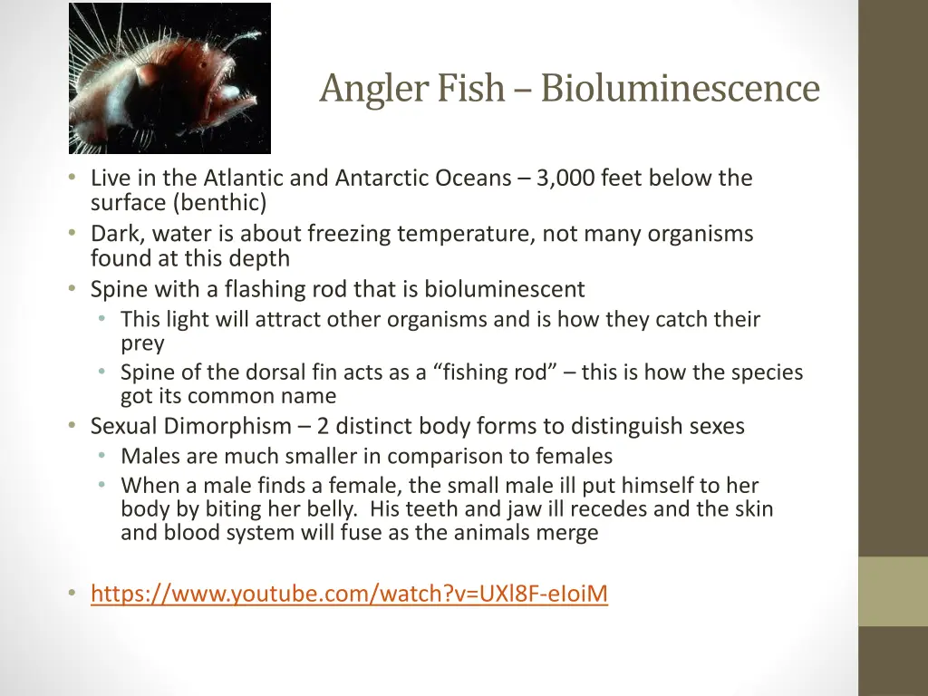 angler fish bioluminescence