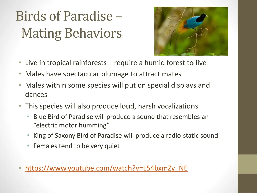 birds of paradise mating behaviors