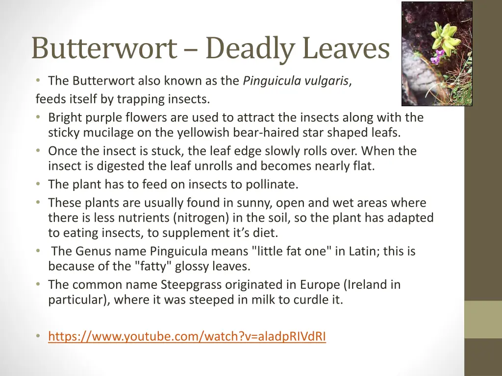 butterwort deadly leaves the butterwort also