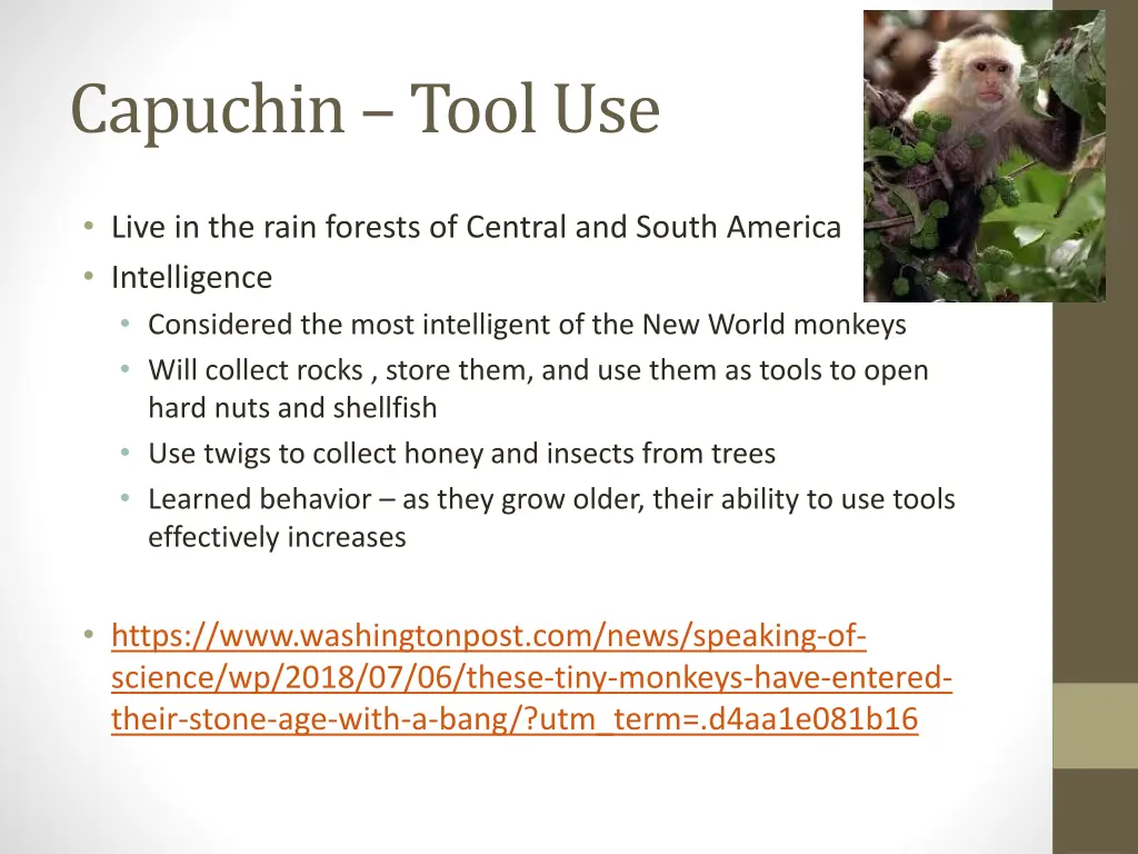 capuchin tool use