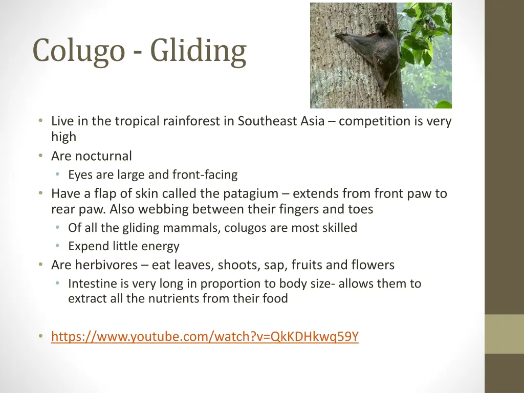 colugo gliding