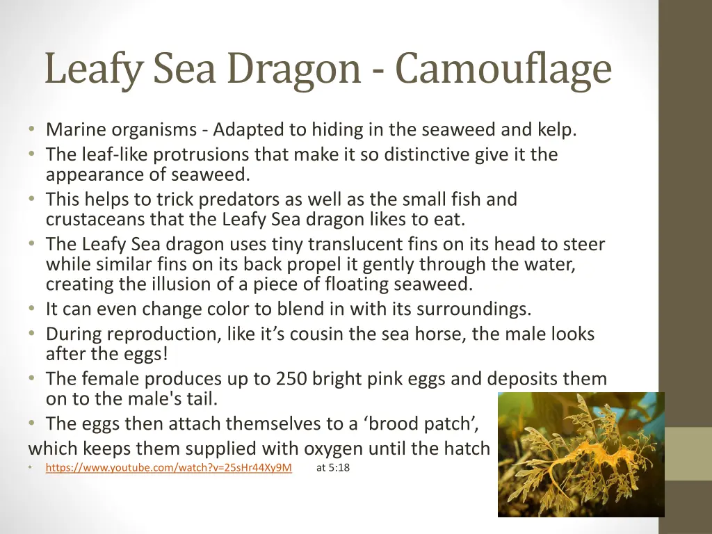 leafy sea dragon camouflage