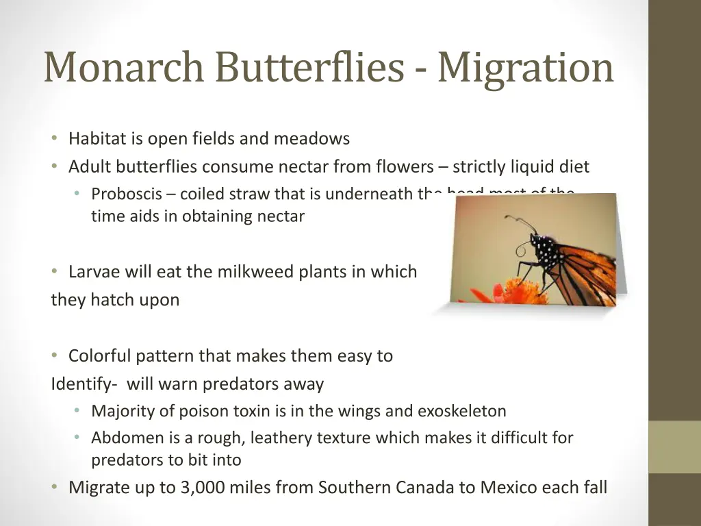 monarch butterflies migration