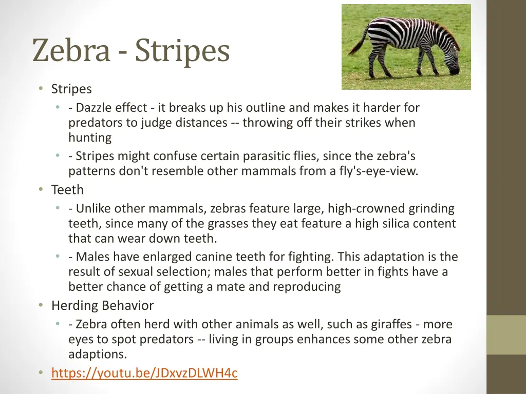 zebra stripes