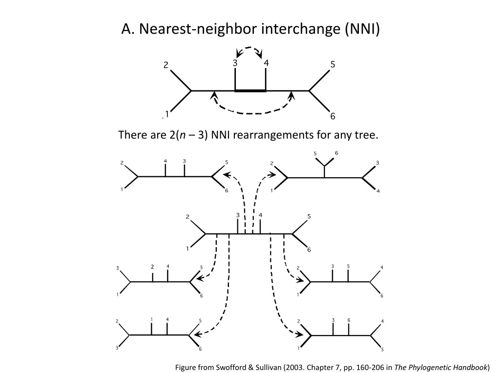 a nearest neighbor interchange nni