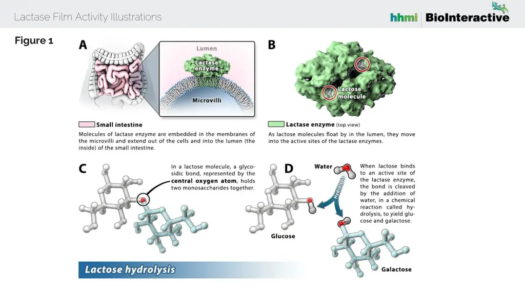 lactase film activity illustrations 1