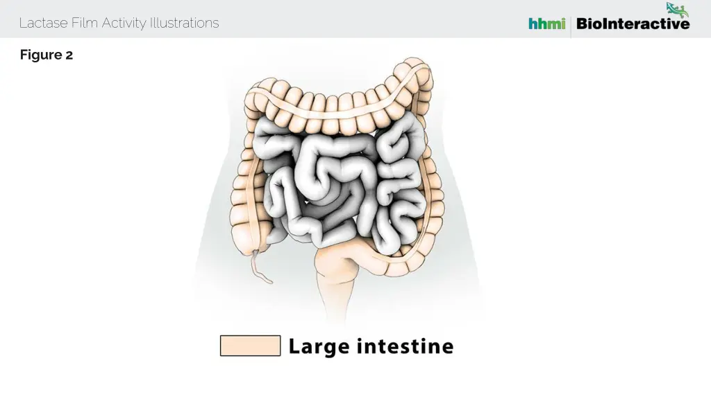 lactase film activity illustrations 2