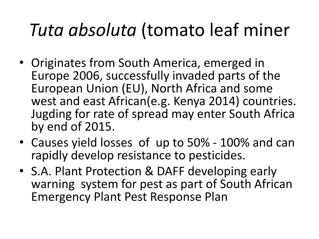 tuta absoluta tomato leaf miner