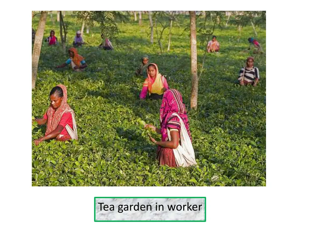 tea garden in worker