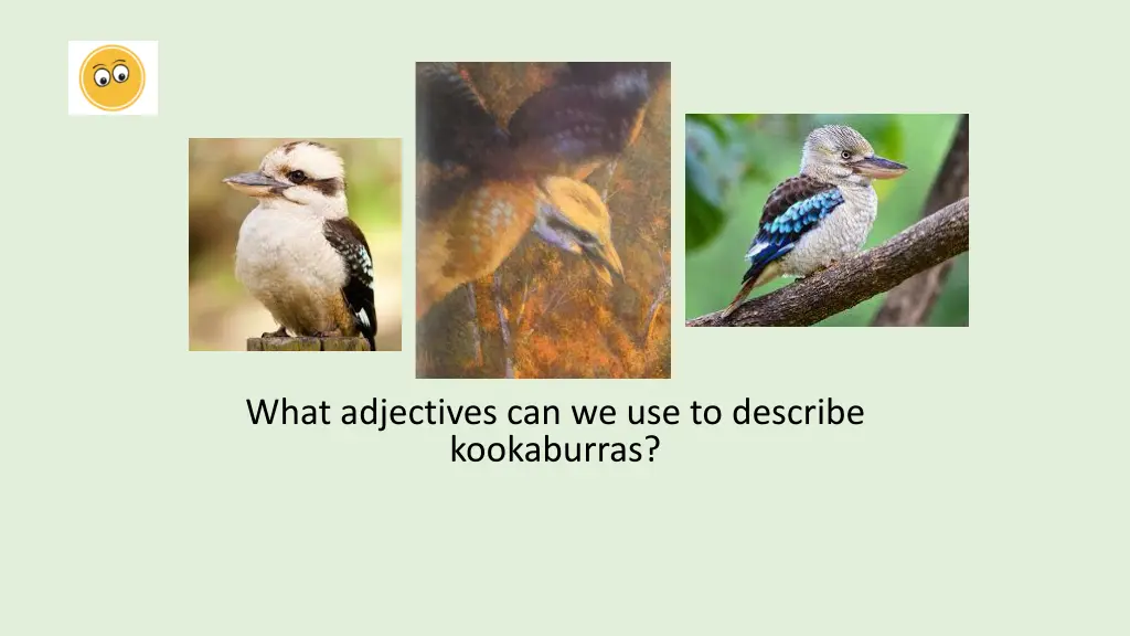 what adjectives can we use to describe kookaburras