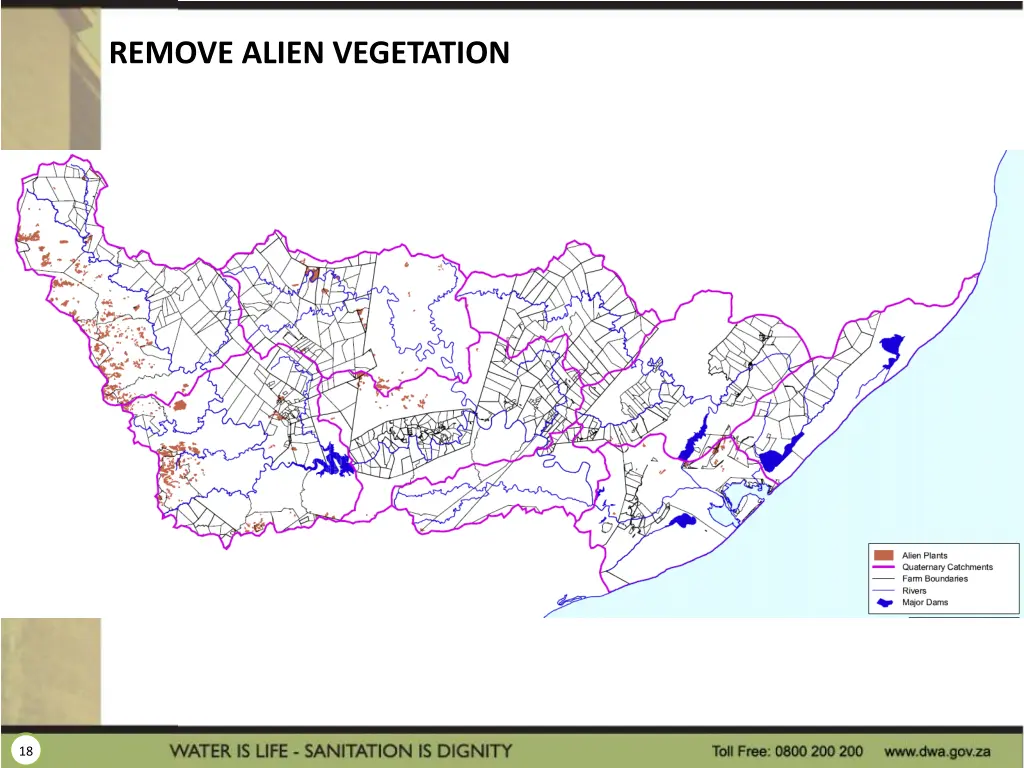 remove alien vegetation