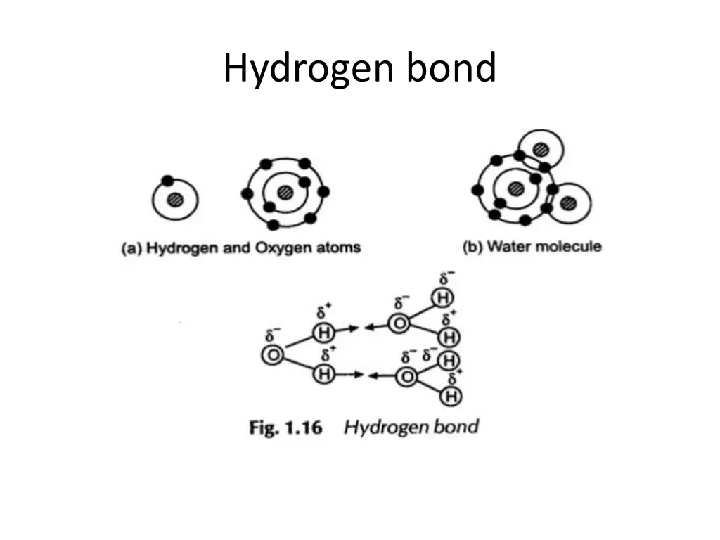 hydrogen bond