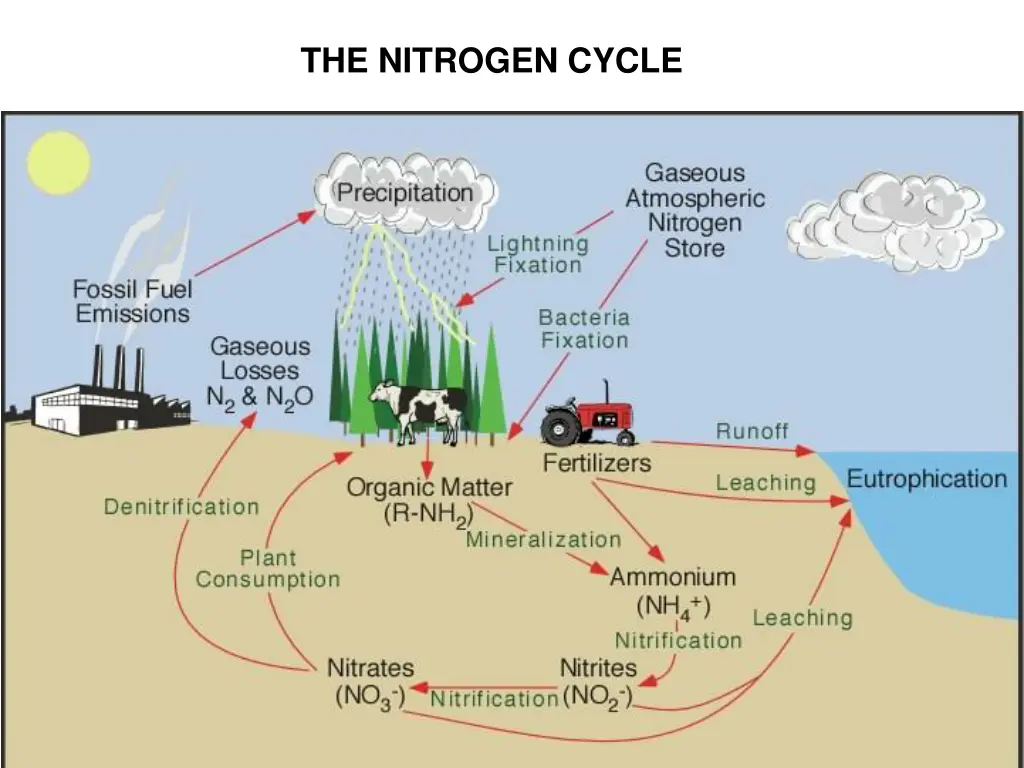 the nitrogen cycle 1