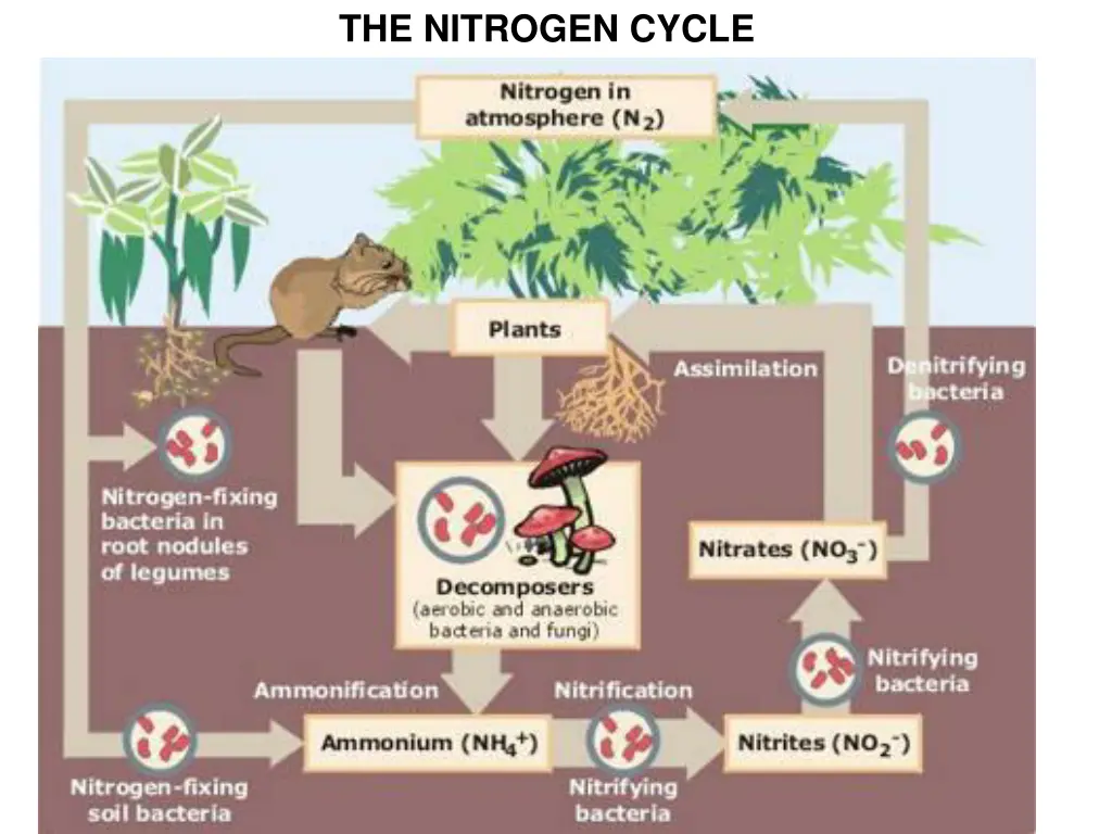 the nitrogen cycle