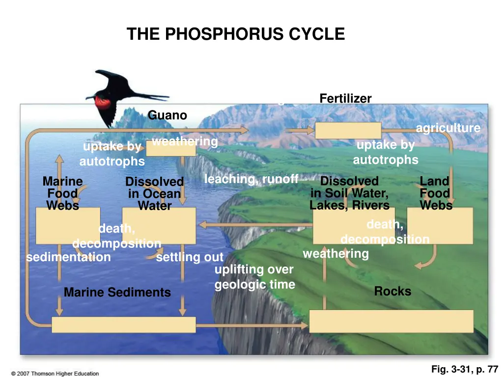 the phosphorus cycle