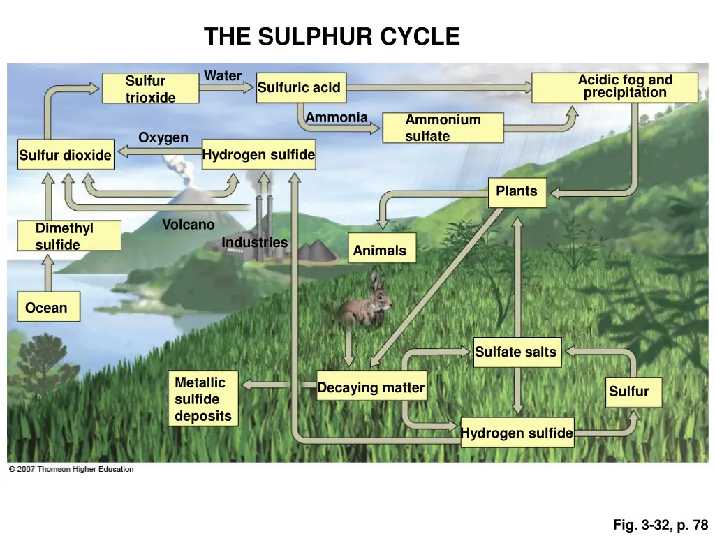 the sulphur cycle