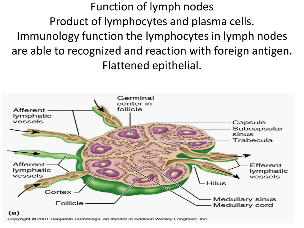 function of lymph nodes product of lymphocytes