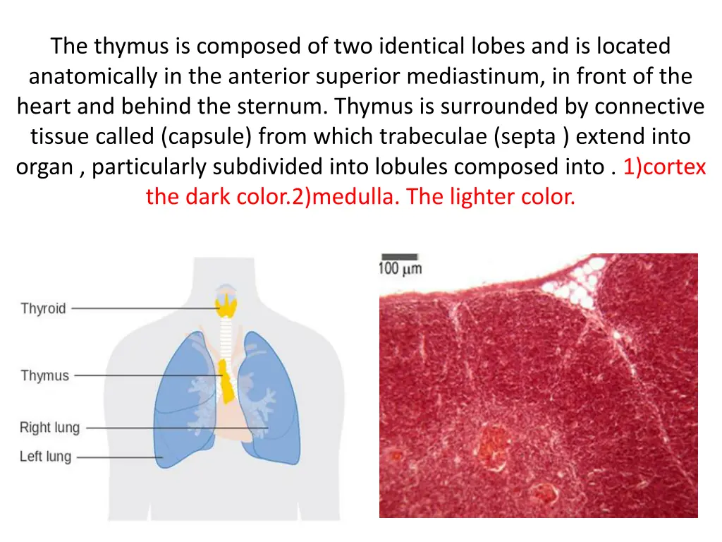 the thymus is composed of two identical lobes