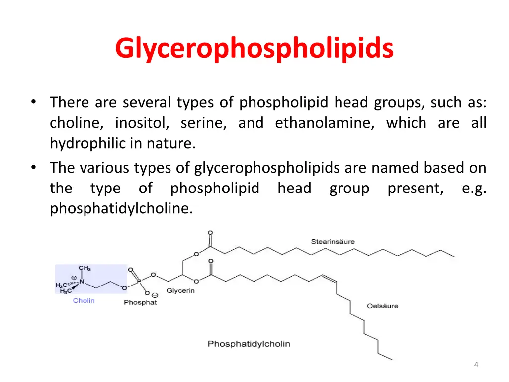 glycerophospholipids 1