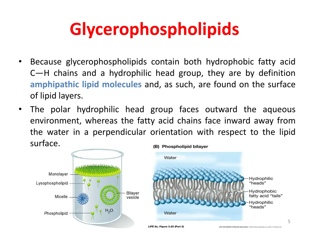 glycerophospholipids 2