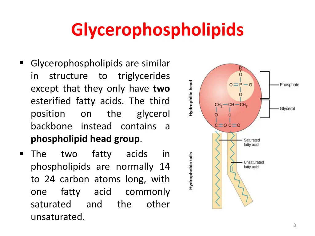 glycerophospholipids