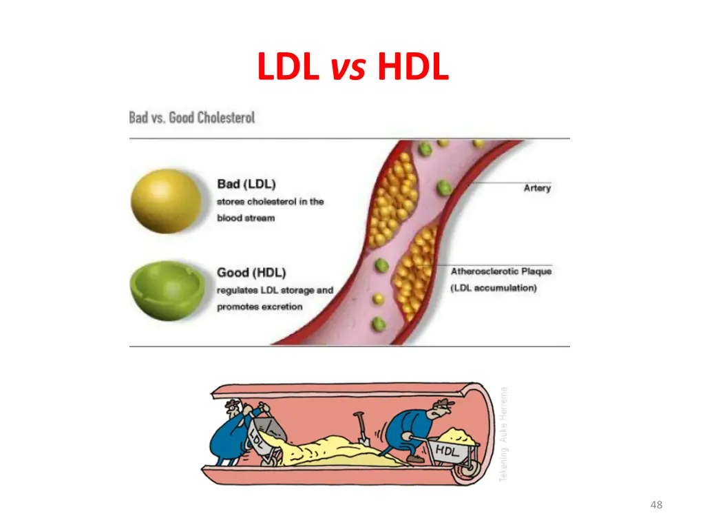 ldl vs hdl