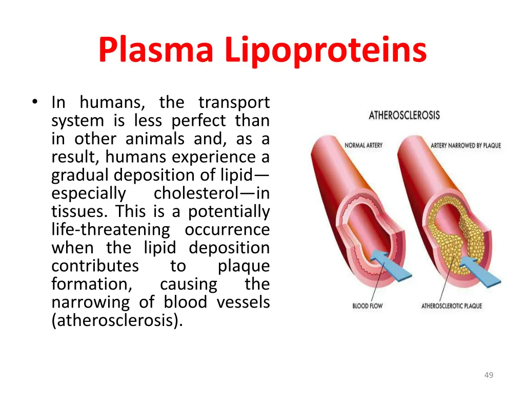 plasma lipoproteins 2