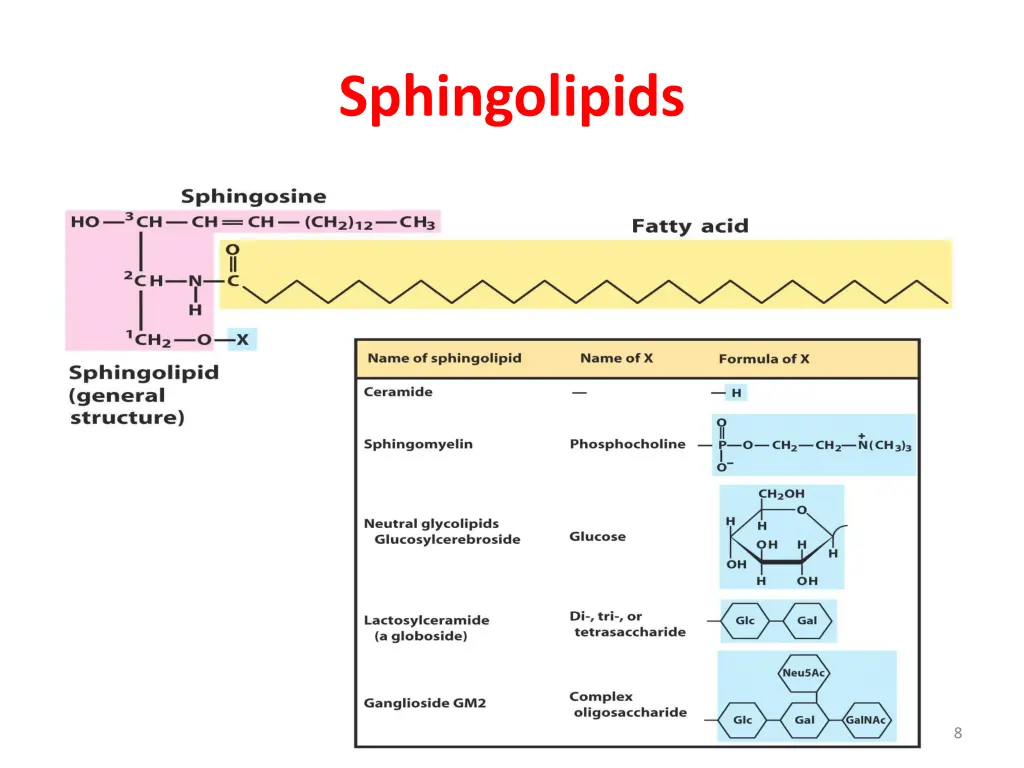 sphingolipids 1