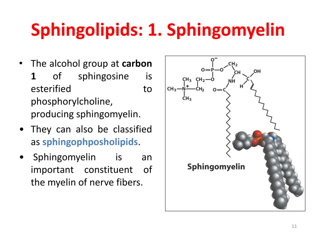 sphingolipids 1 sphingomyelin 1