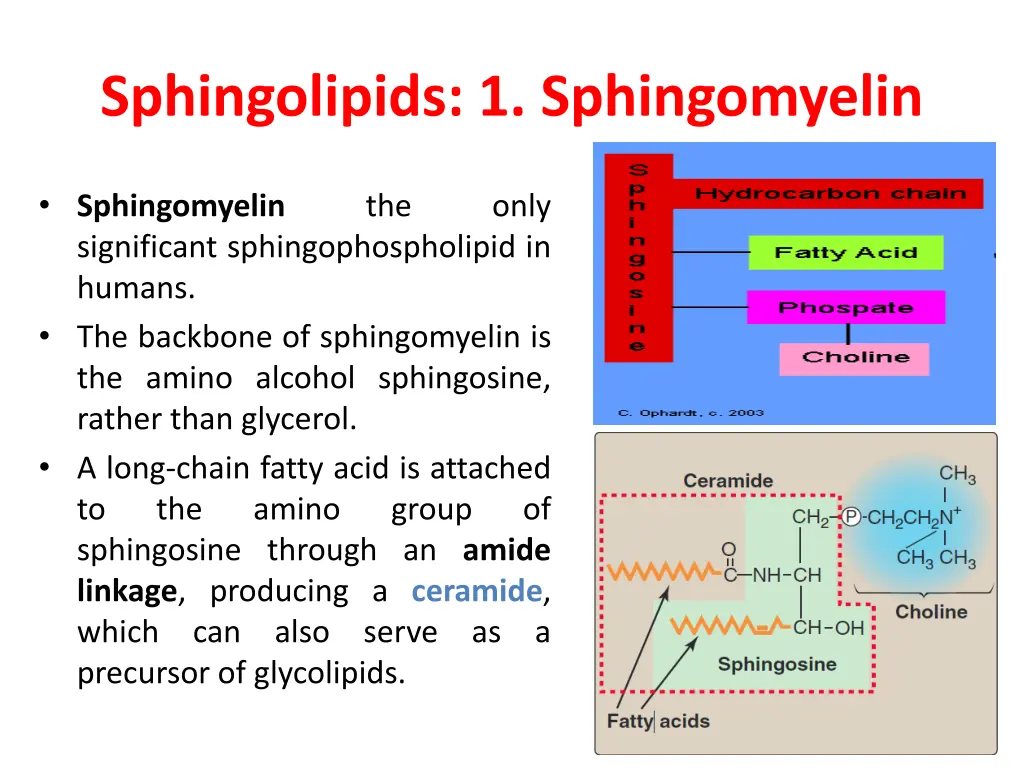 sphingolipids 1 sphingomyelin