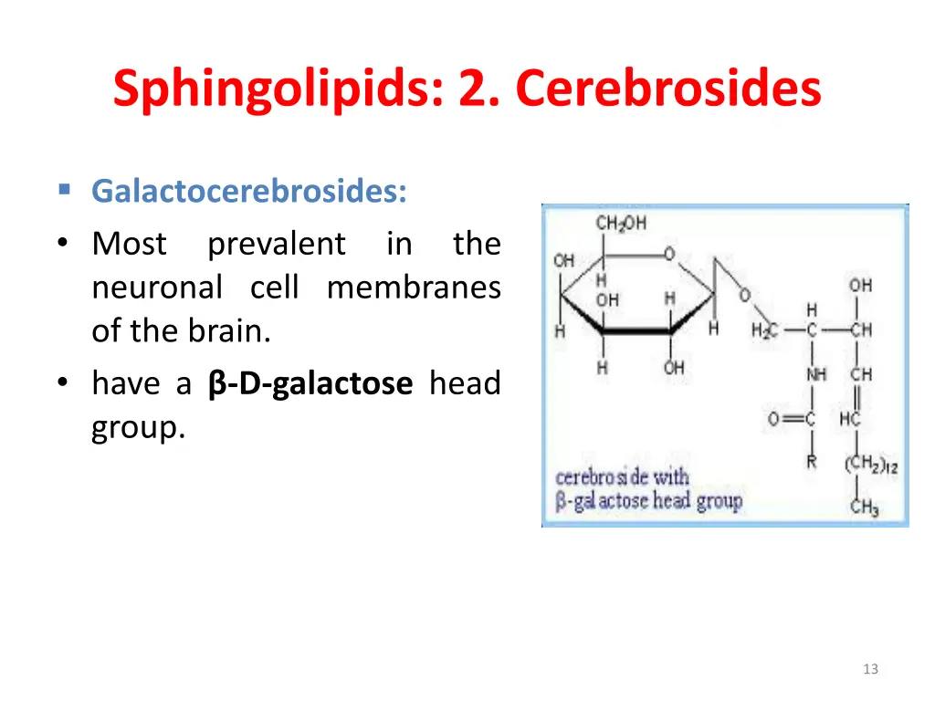 sphingolipids 2 cerebrosides 1