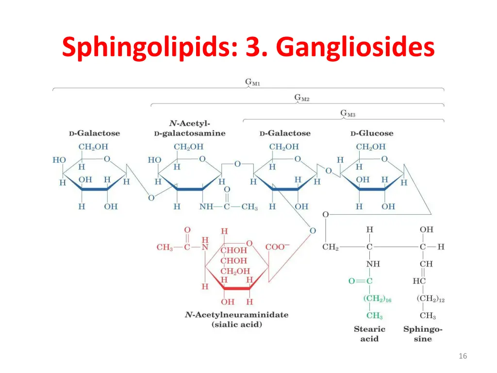 sphingolipids 3 gangliosides 1