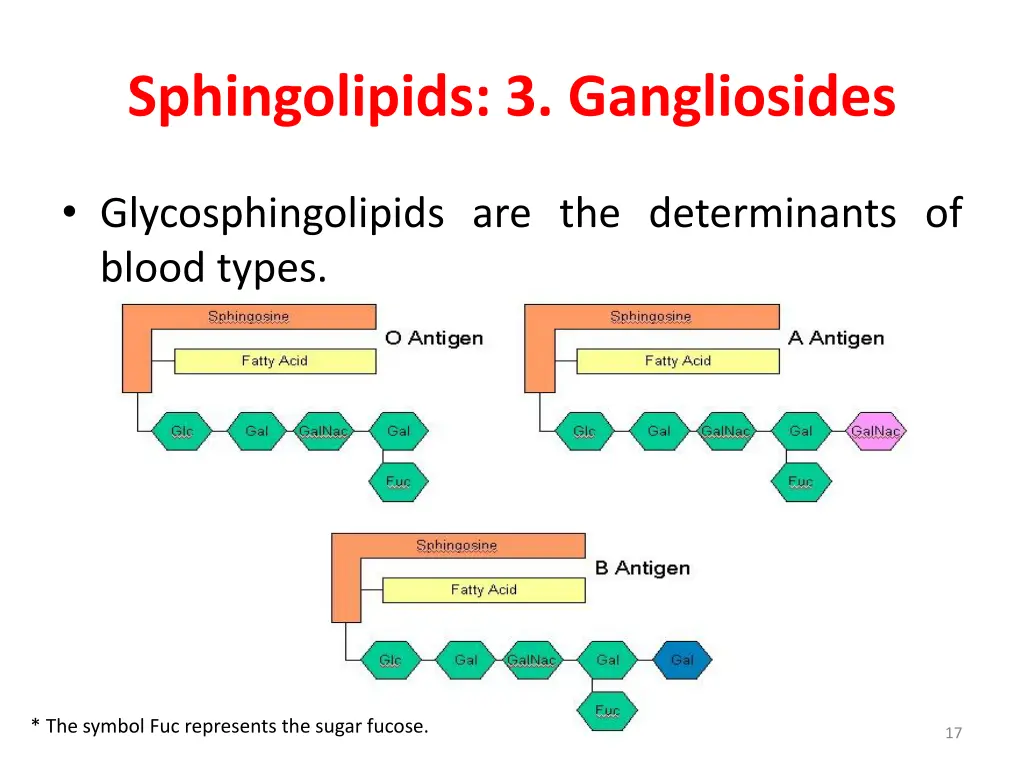 sphingolipids 3 gangliosides 2