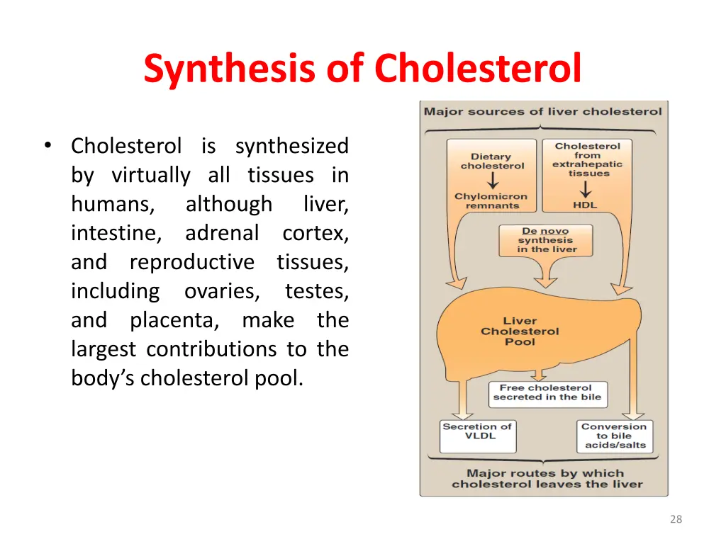 synthesis of cholesterol 1