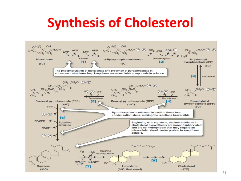 synthesis of cholesterol 3