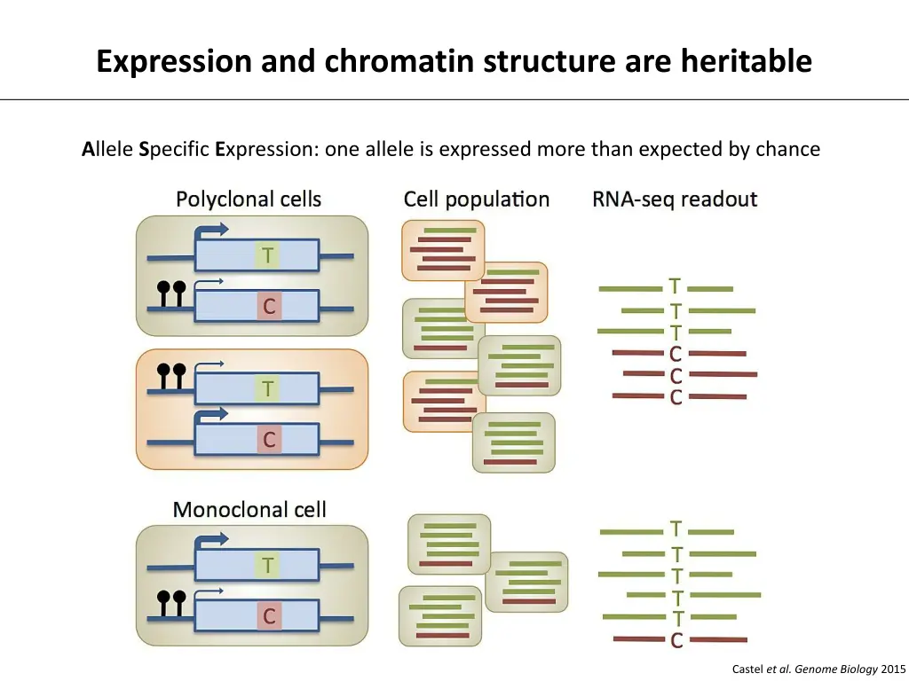 expression and chromatin structure are heritable 1