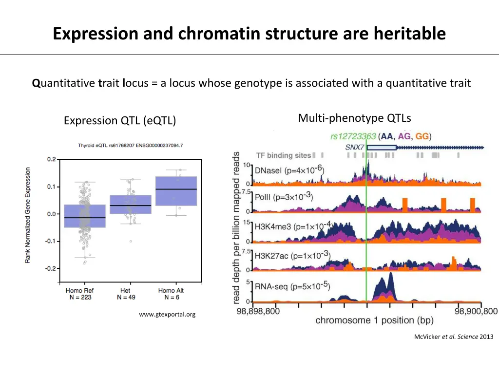 expression and chromatin structure are heritable