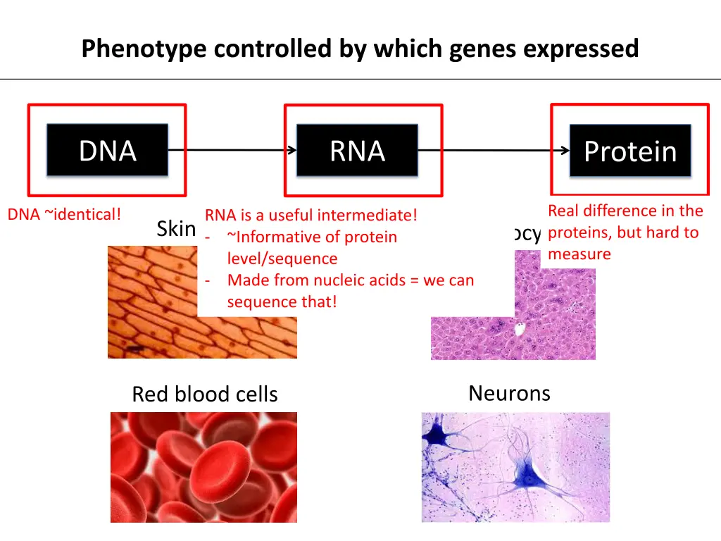 phenotype controlled by which genes expressed