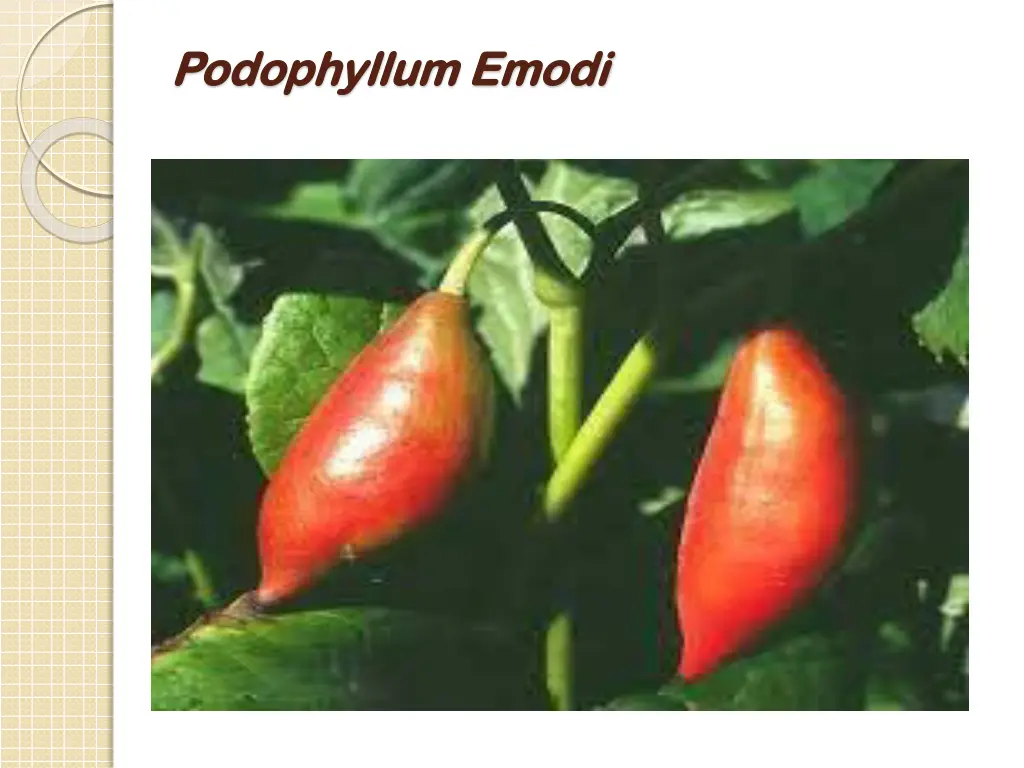 podophyllum emodi podophyllum emodi