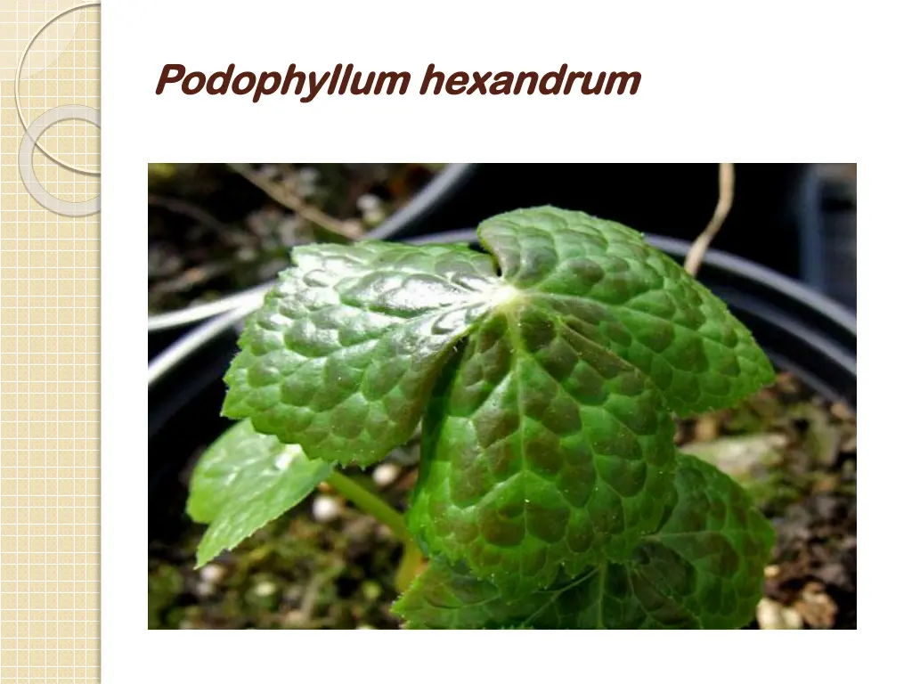 podophyllum podophyllum hexandrum