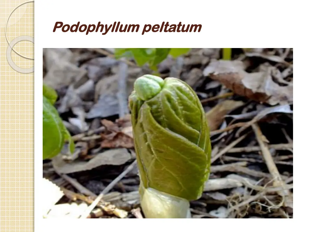 podophyllum podophyllum peltatum