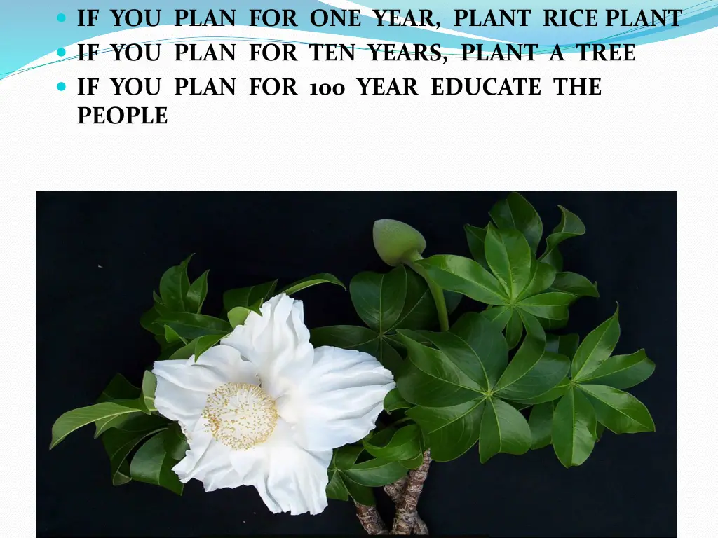 if you plan for one year plant rice plant