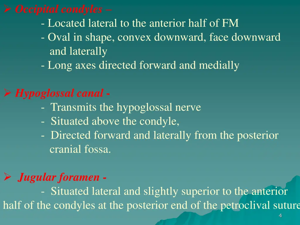 occipital condyles located lateral