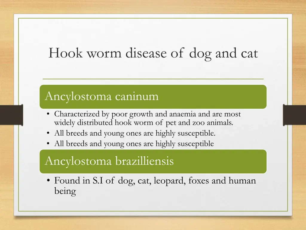 hook worm disease of dog and cat