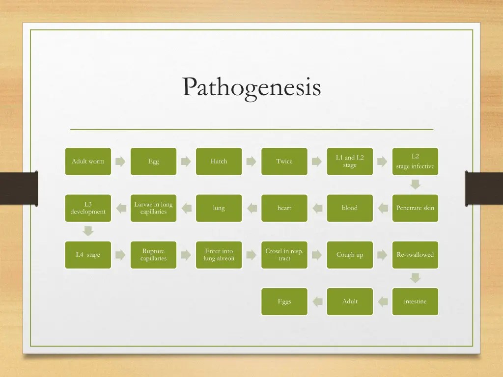 pathogenesis 1