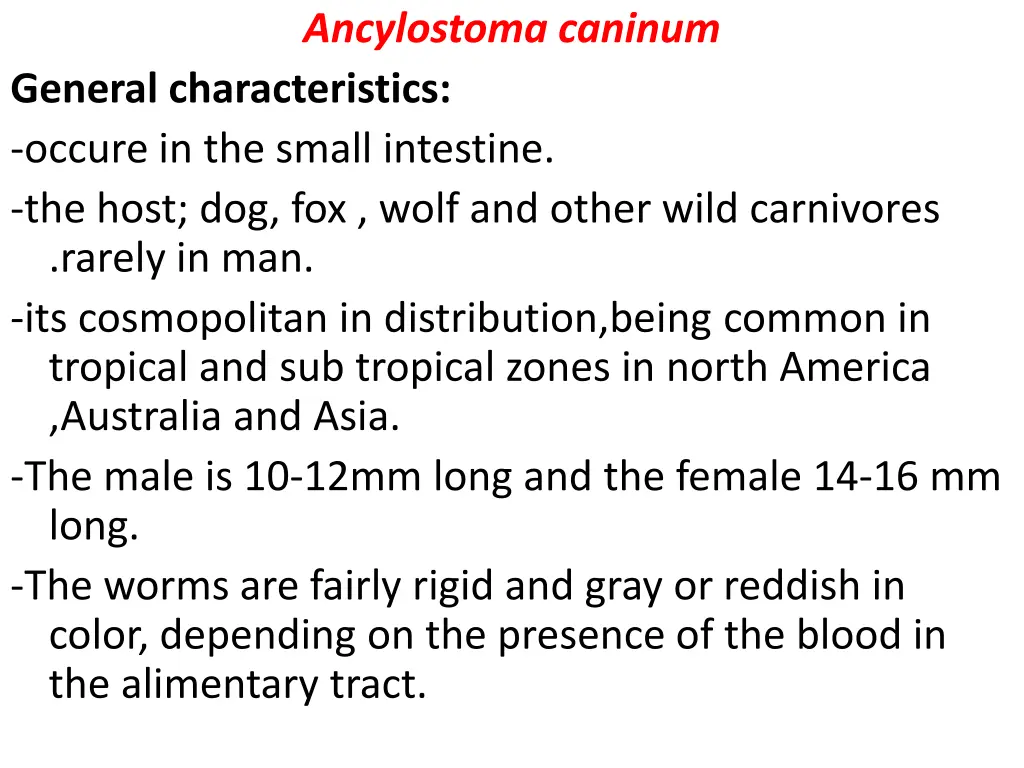 ancylostoma caninum