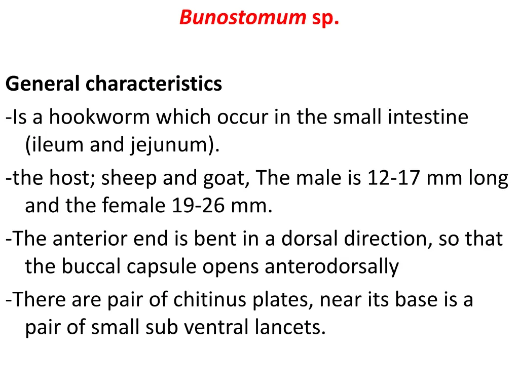 bunostomum sp